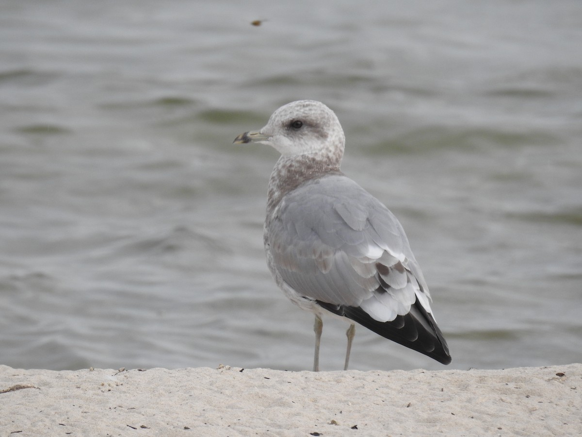 Gaviota de Alaska - ML624051565