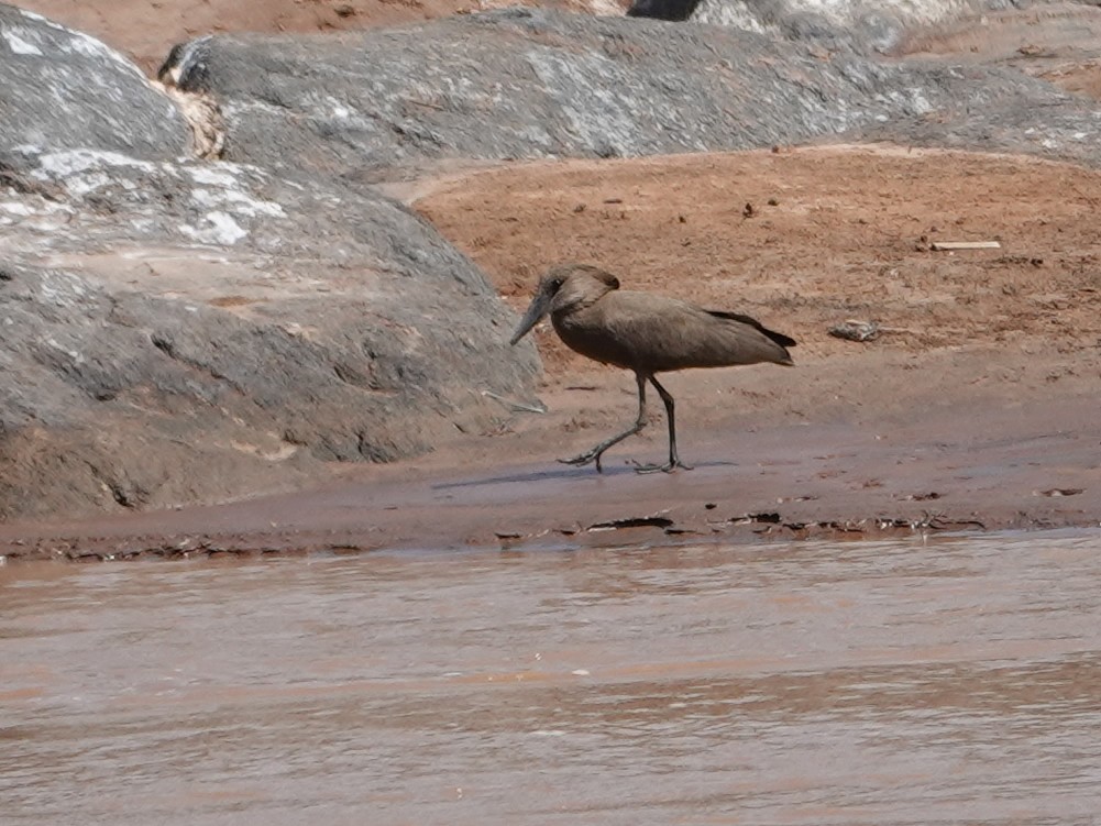 Hamerkop - Liz Soria