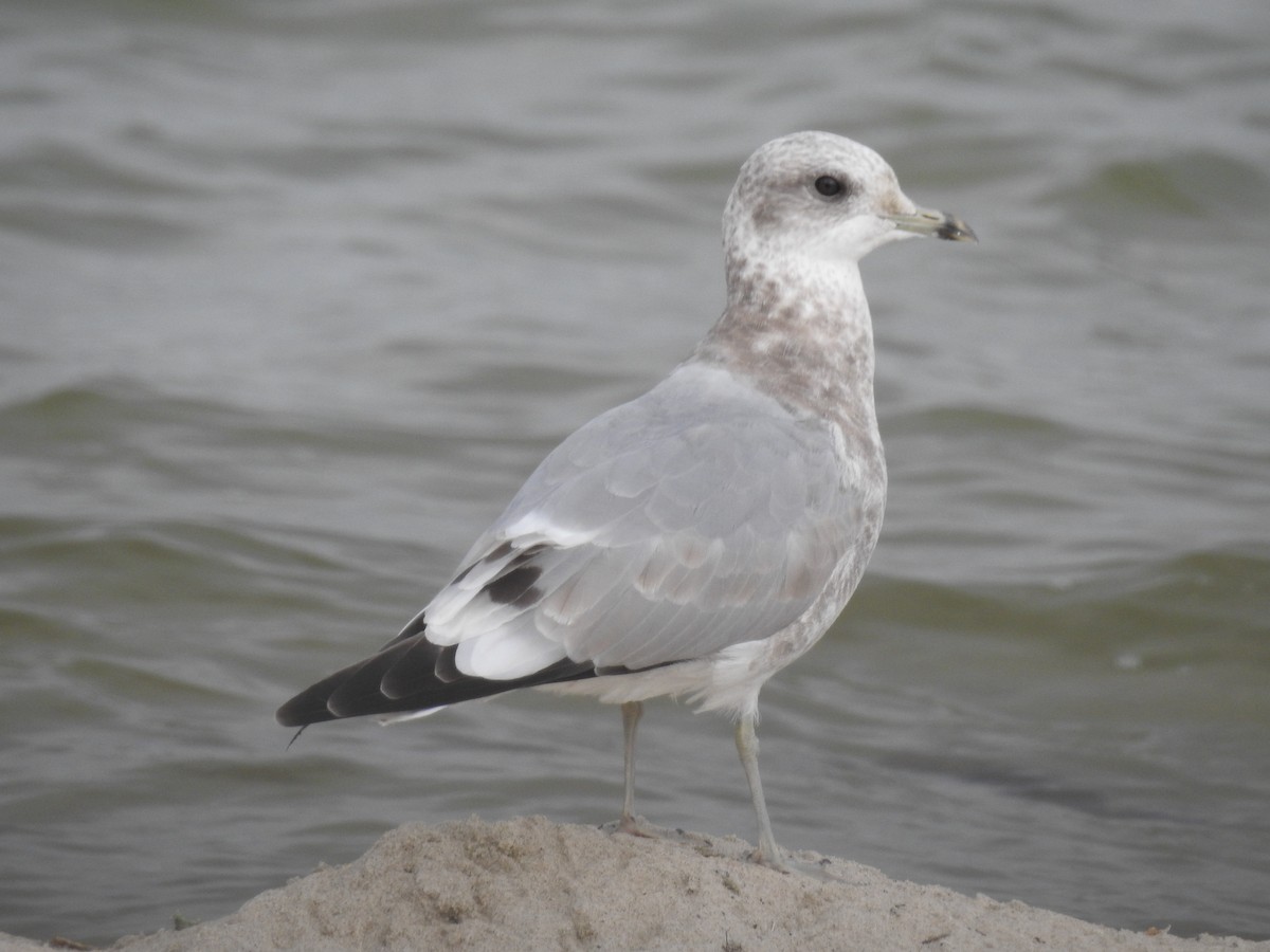 Gaviota de Alaska - ML624051568