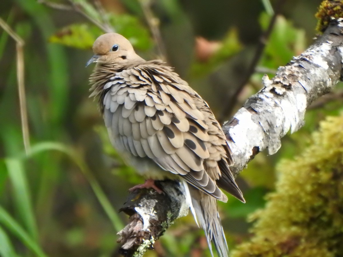Mourning Dove - Bev Agler