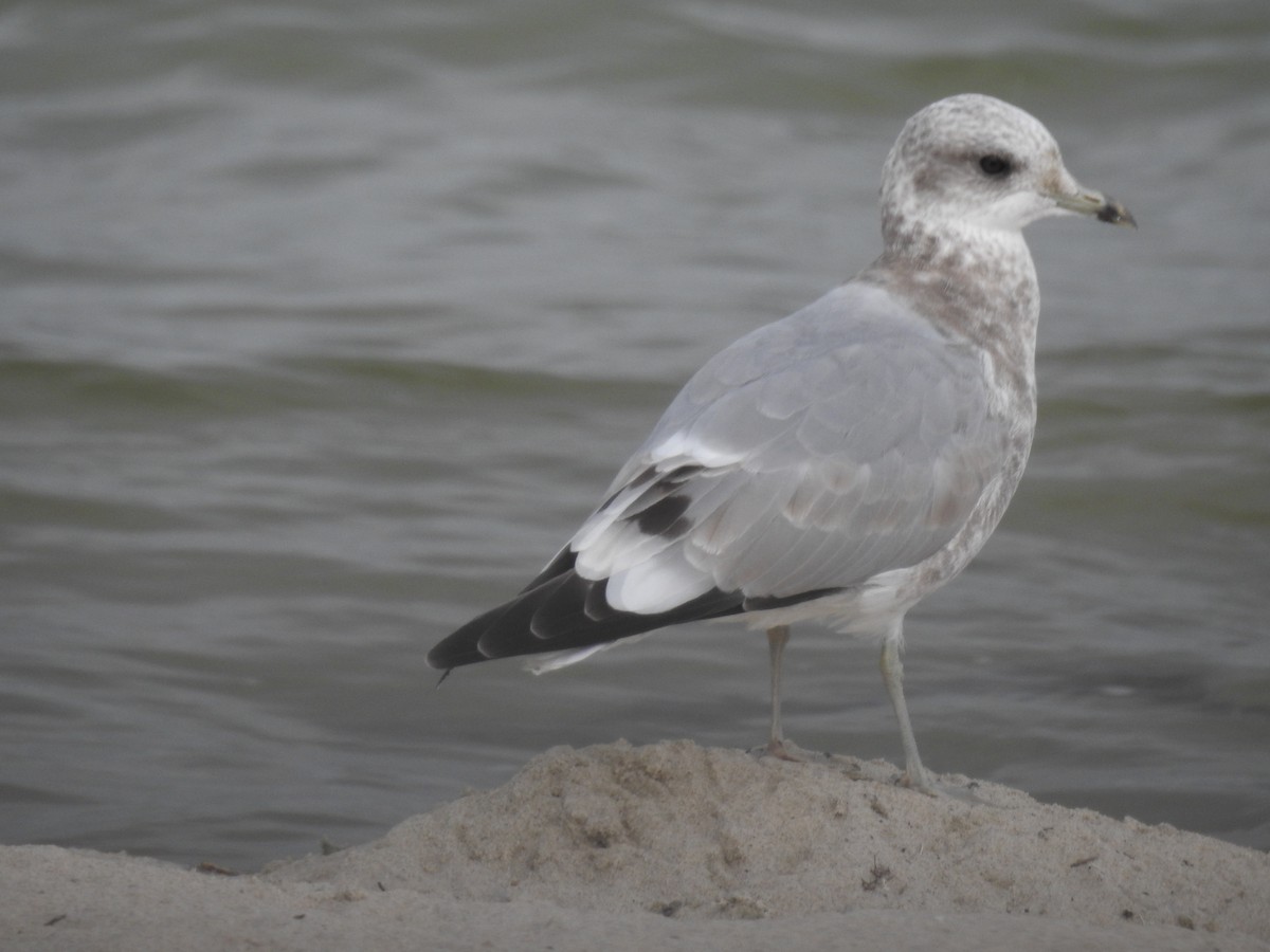 Gaviota de Alaska - ML624051577