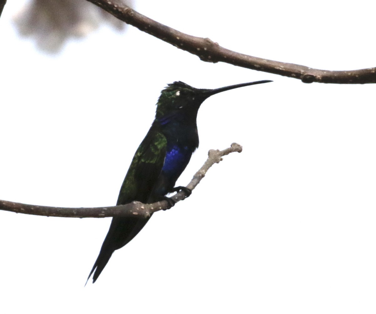 Colibrí de Barbijo - ML624051579