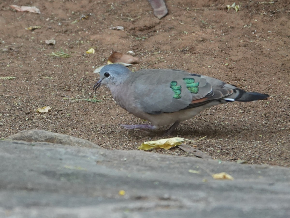 Palomita Aliverde - ML624051582