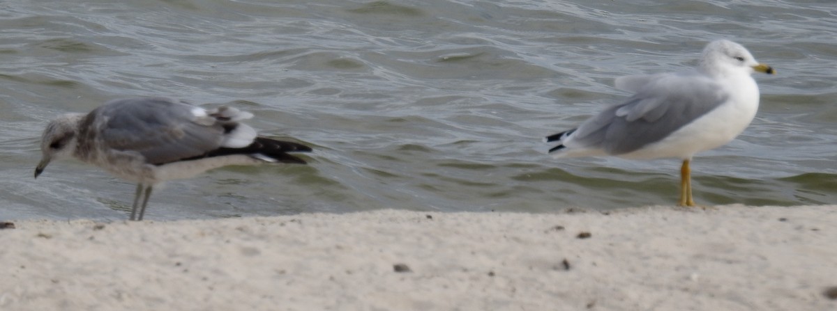 Gaviota de Alaska - ML624051587