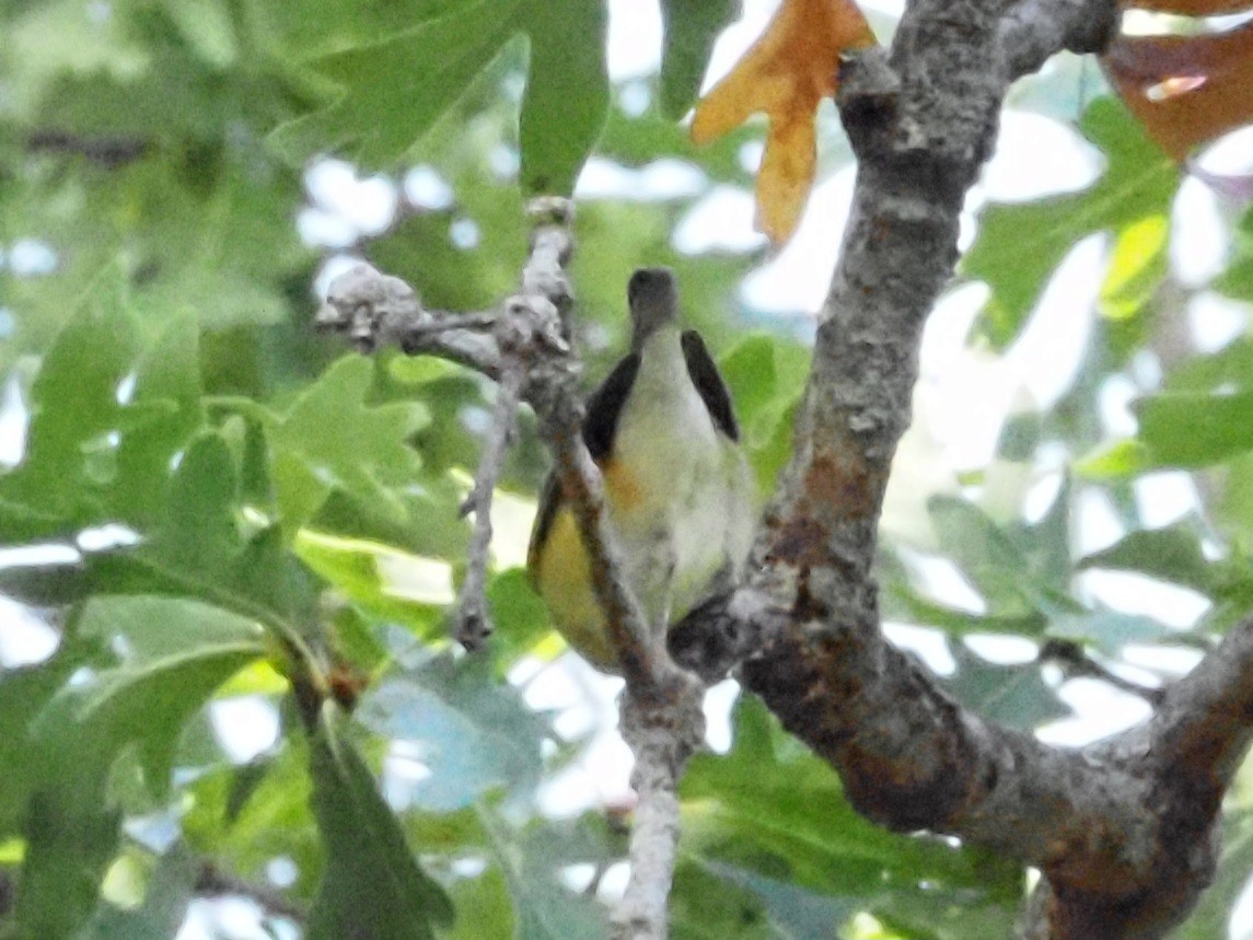 Bay-breasted Warbler - ML624051615