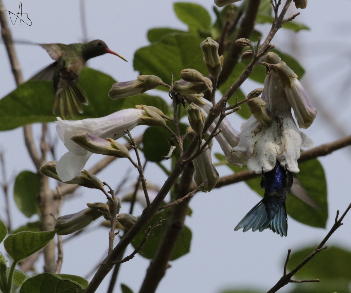 Colibrí de Barbijo - ML624051633