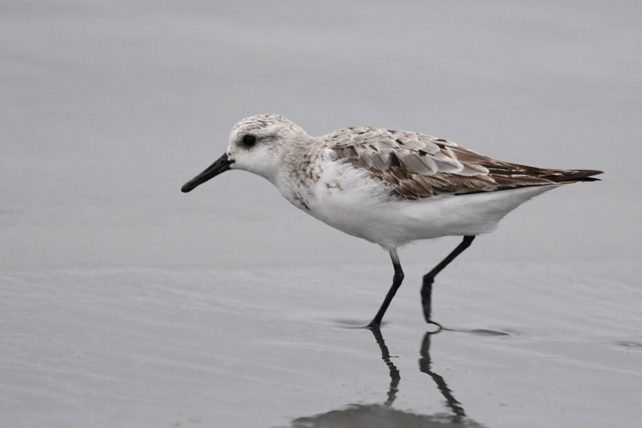 Sanderling - ML624051648