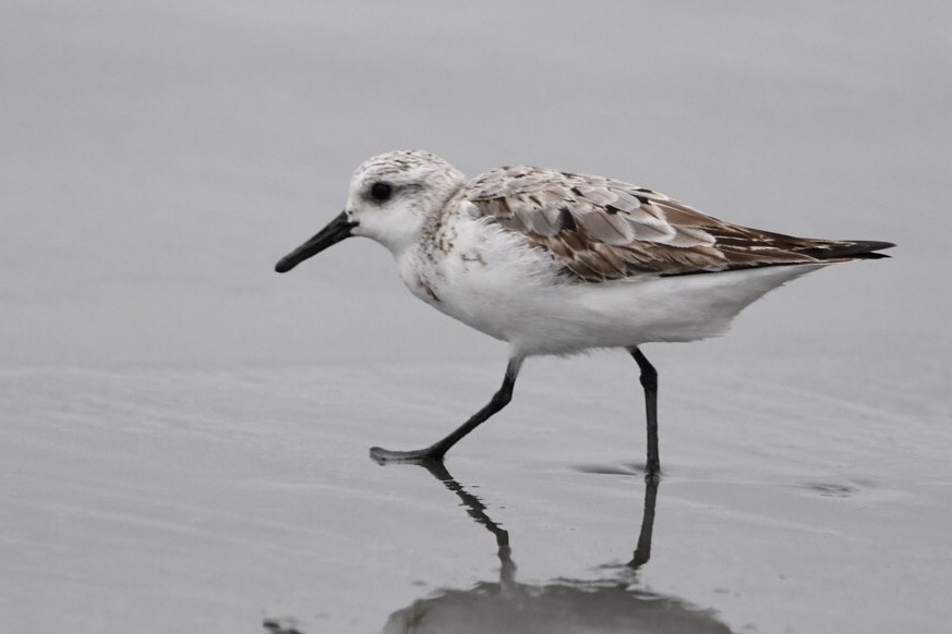 Sanderling - ML624051649