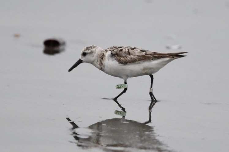 Sanderling - ML624051655