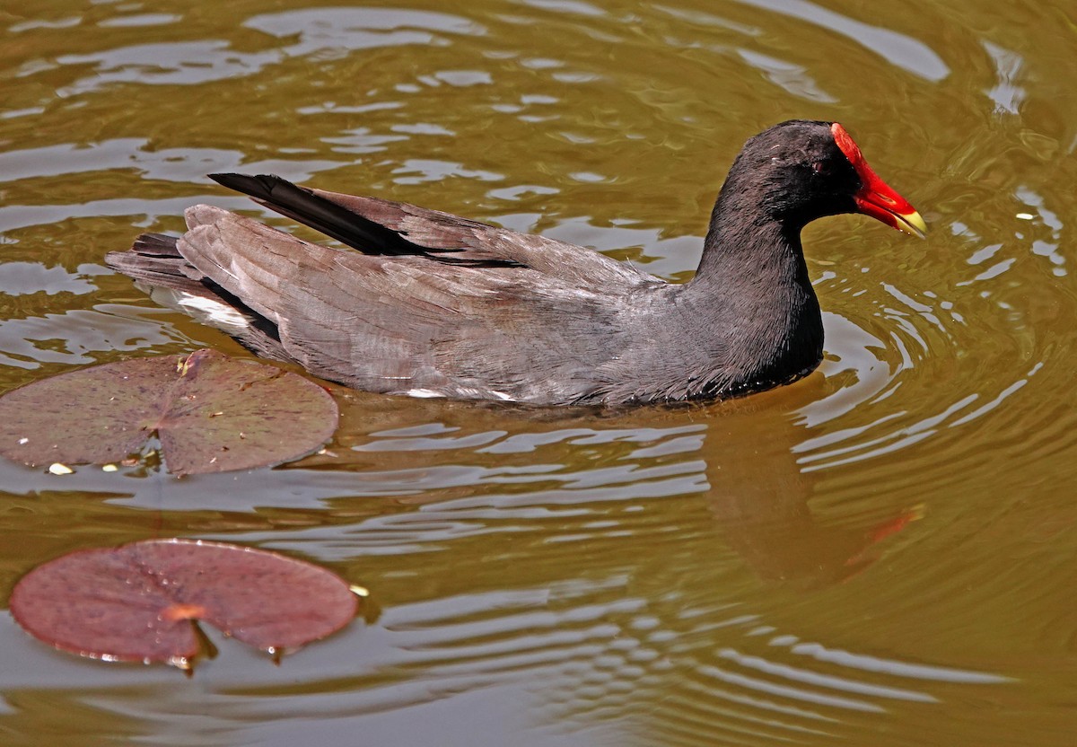 Common Gallinule - Diane Drobka