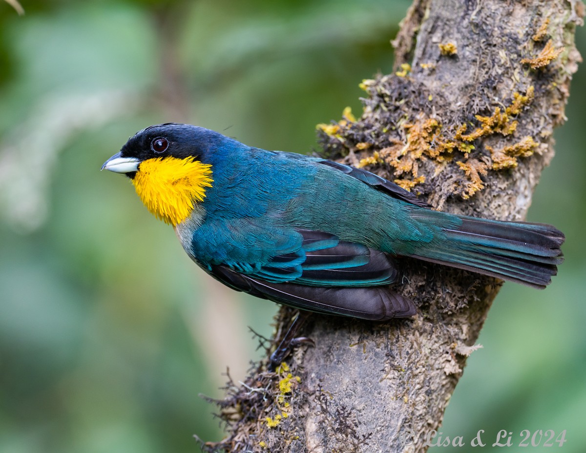 Yellow-throated Tanager - ML624051668