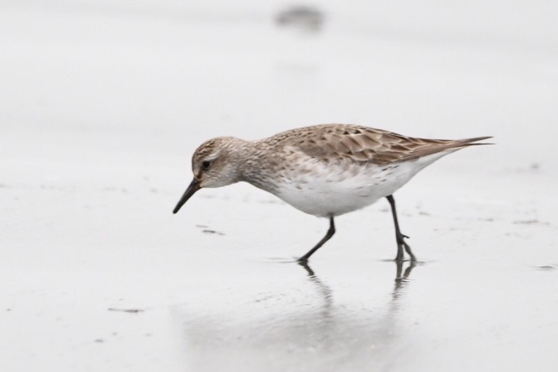 White-rumped Sandpiper - ML624051670