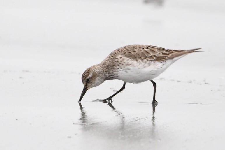 White-rumped Sandpiper - ML624051671