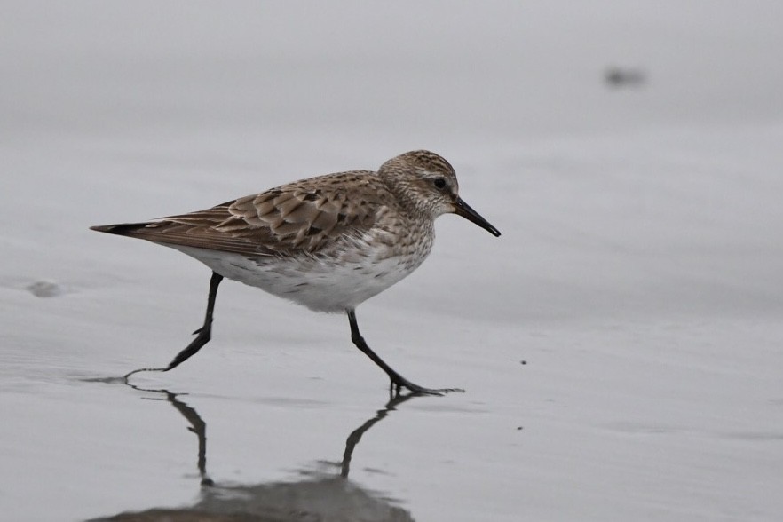 White-rumped Sandpiper - ML624051673