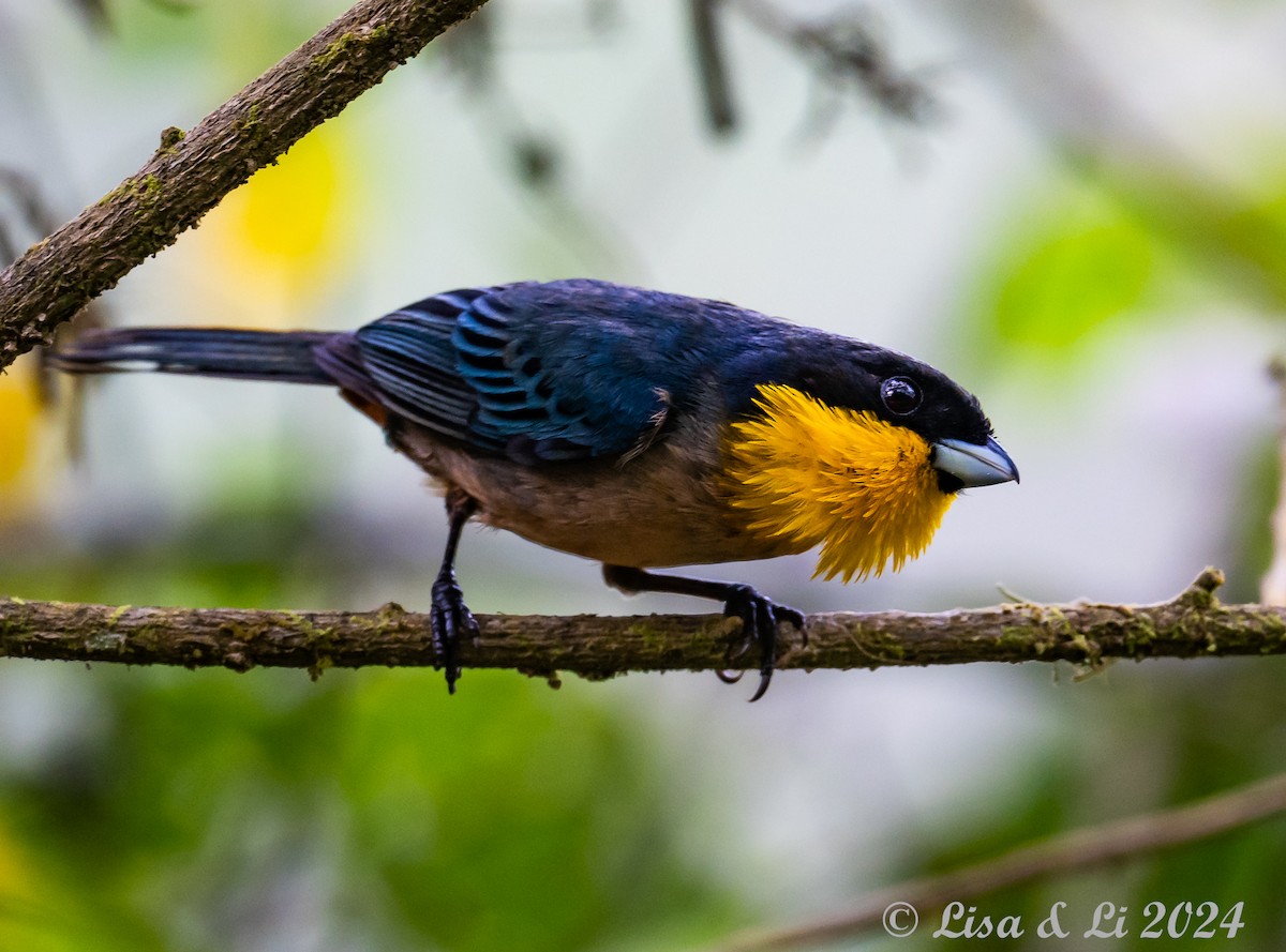 Yellow-throated Tanager - ML624051676