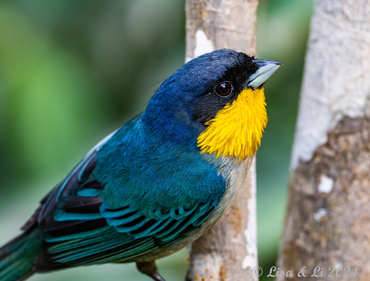 Yellow-throated Tanager - ML624051678