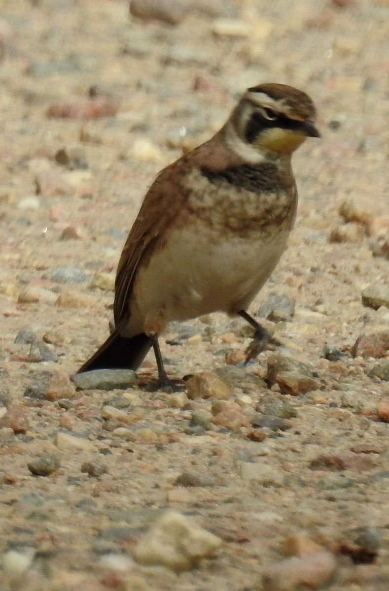 Horned Lark - Richard Klauke