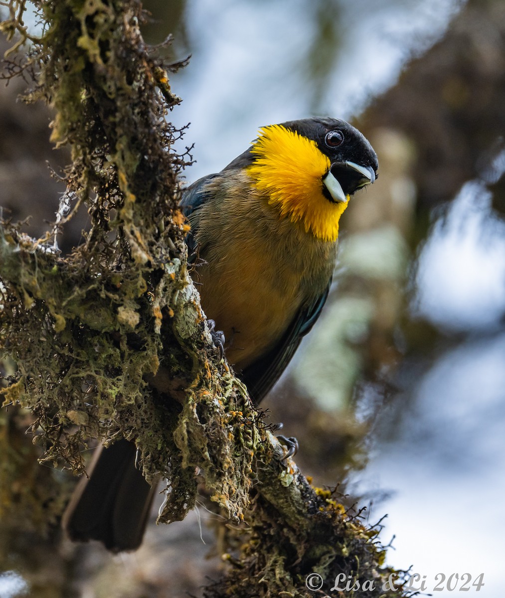 Yellow-throated Tanager - ML624051680