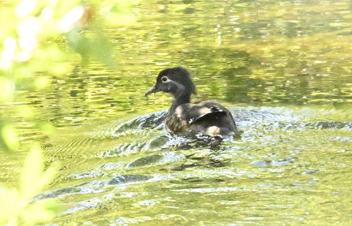 Wood Duck - ML624051692