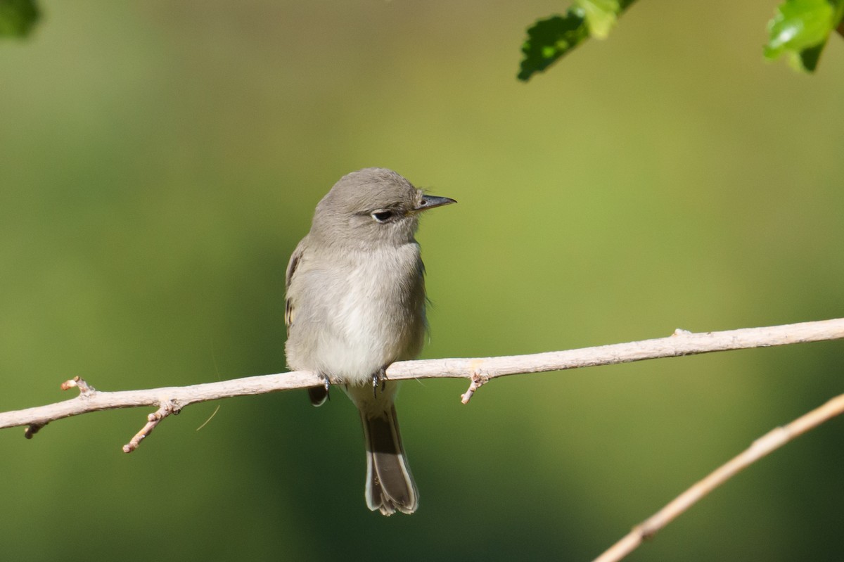 Gray Flycatcher - ML624051697