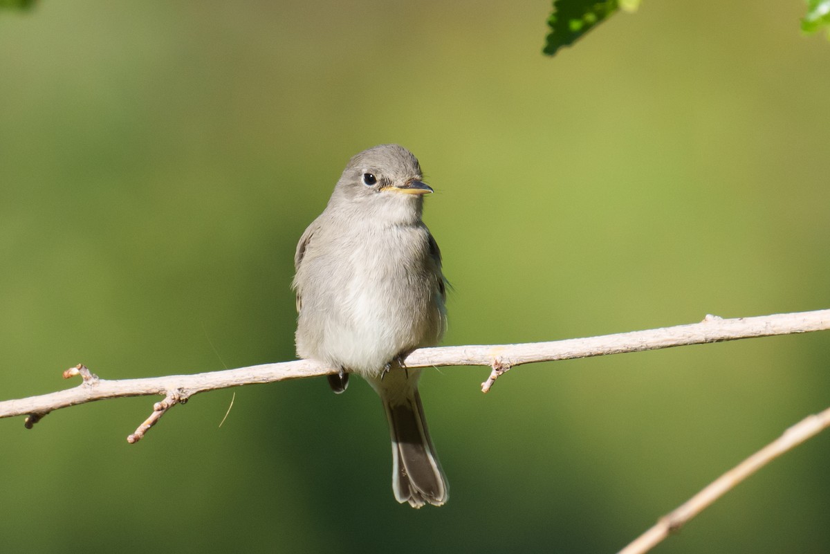 Gray Flycatcher - ML624051699