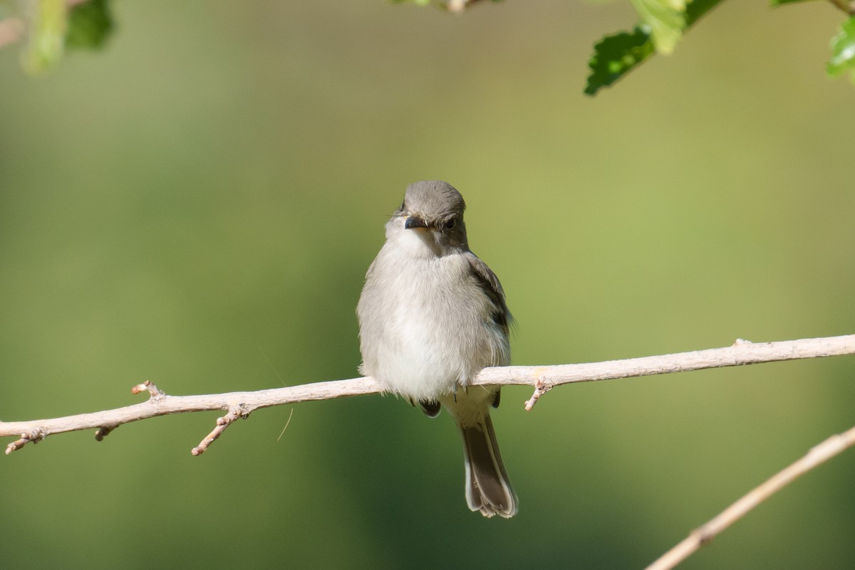 Gray Flycatcher - ML624051700