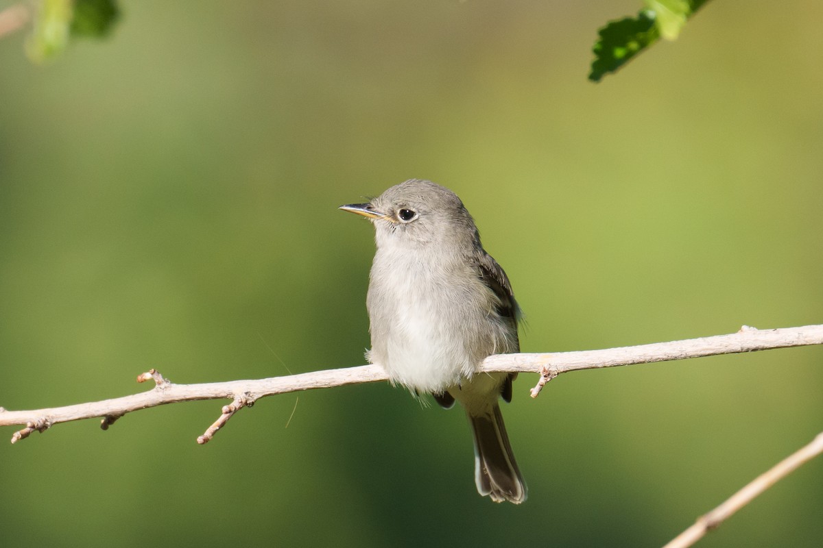 Gray Flycatcher - ML624051701