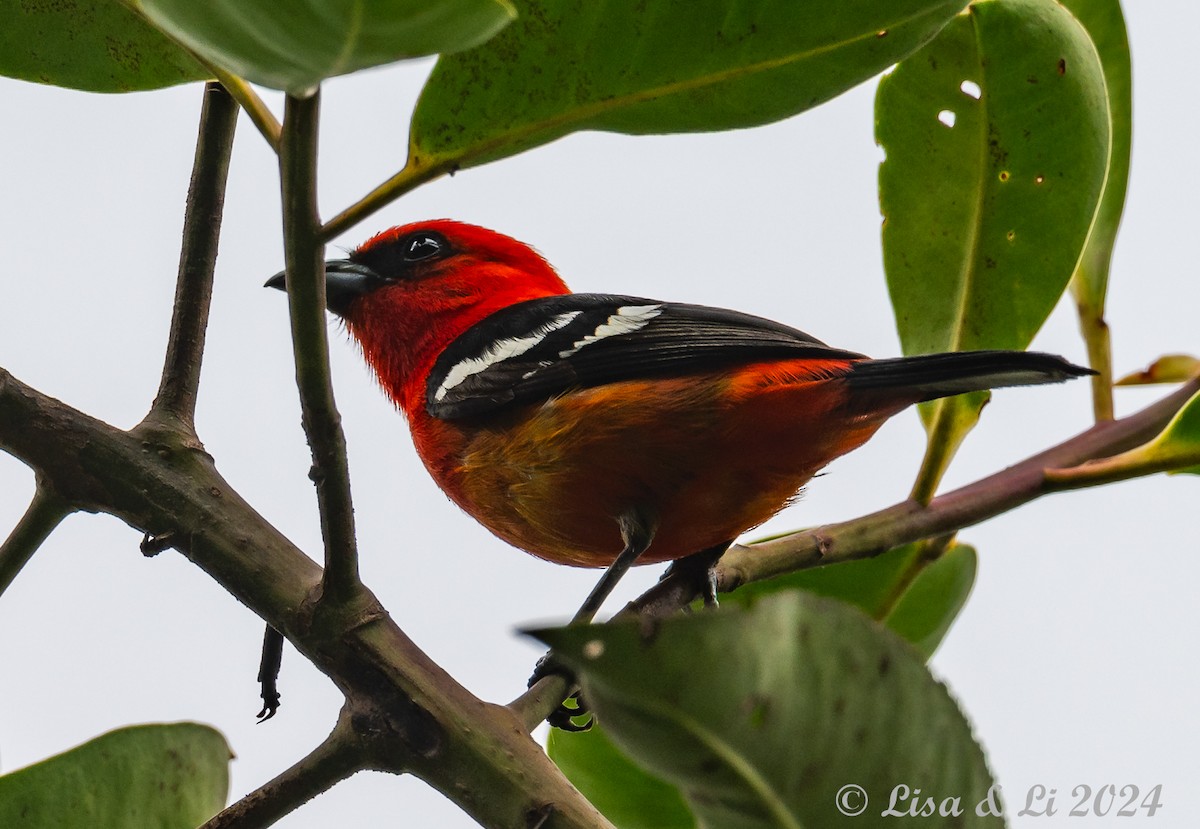 White-winged Tanager - ML624051717