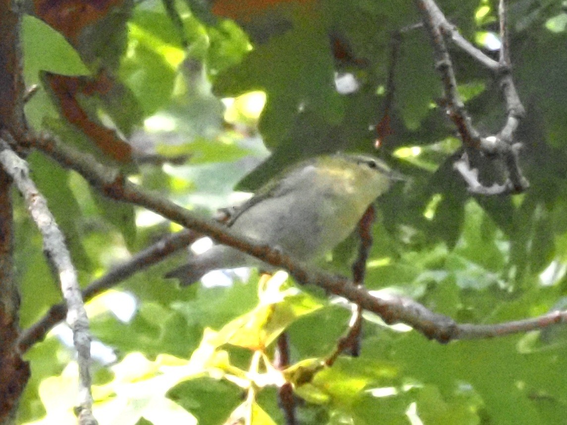 Tennessee Warbler - ML624051725