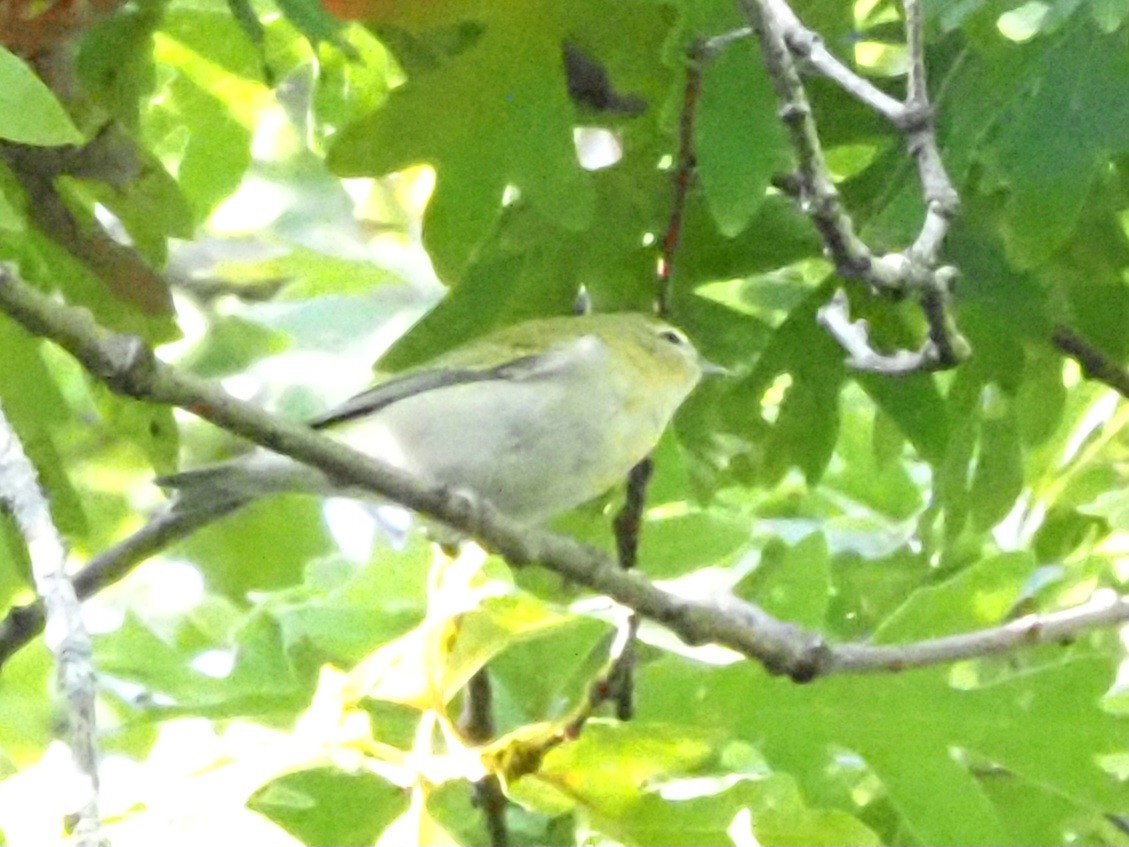 Tennessee Warbler - ML624051726