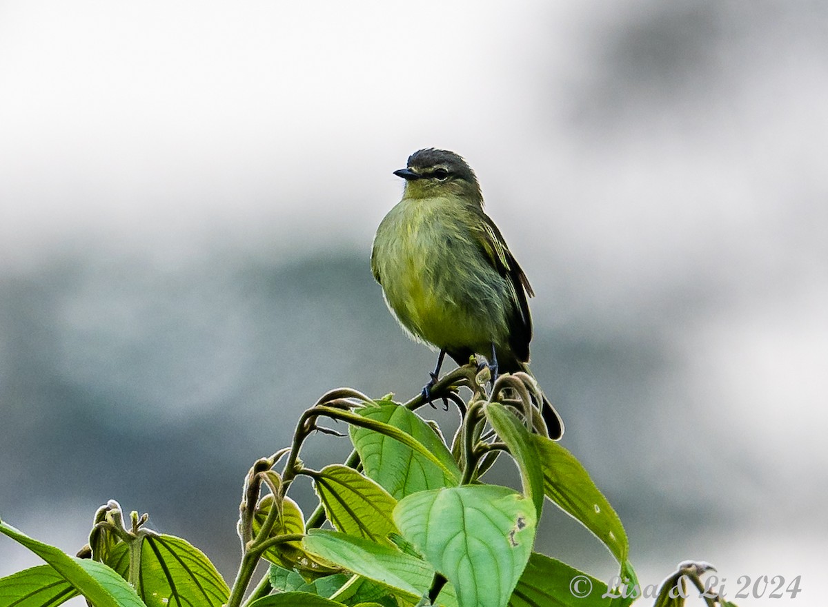 Mottle-cheeked Tyrannulet - ML624051748