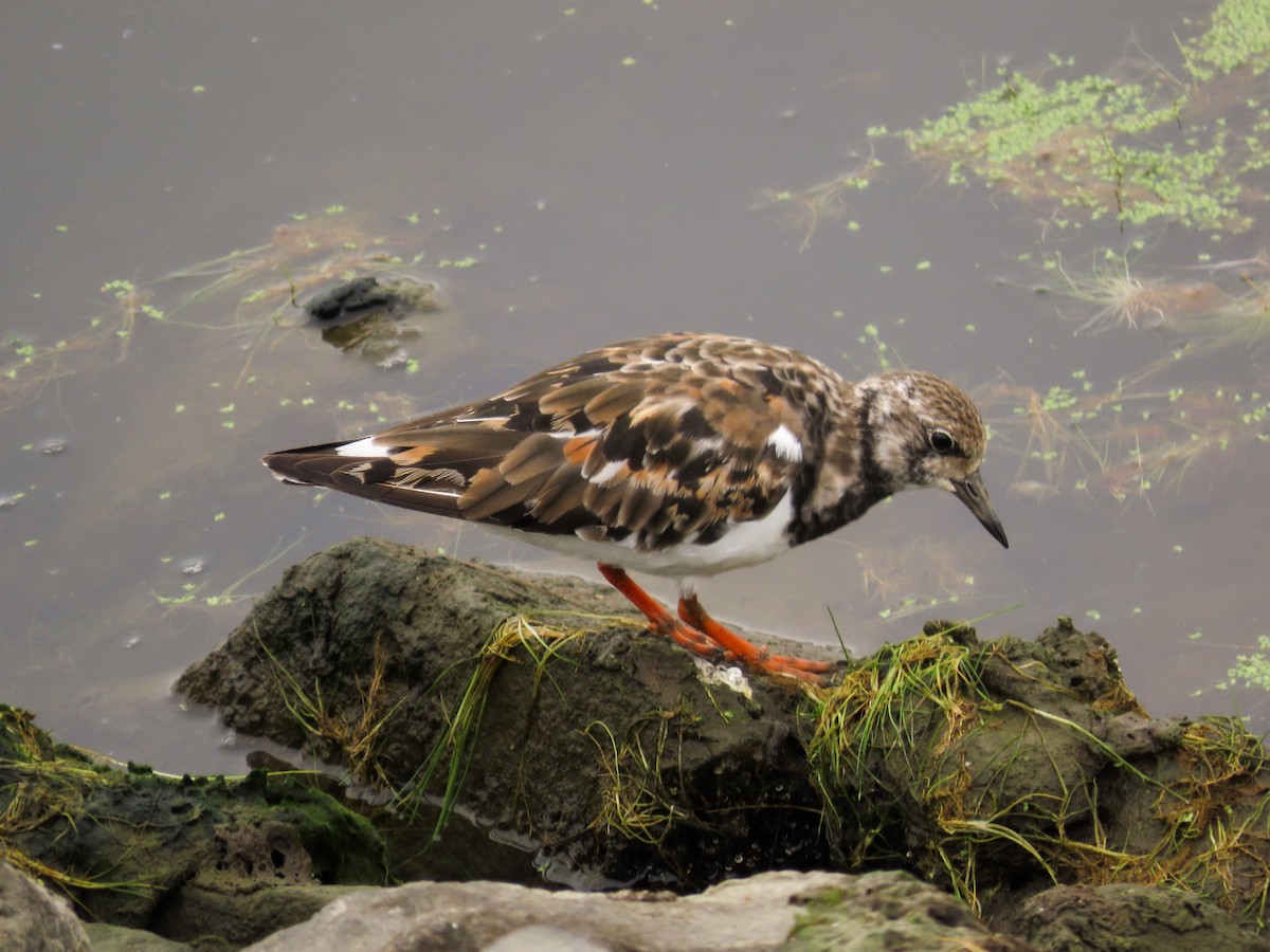 Ruddy Turnstone - ML624051750