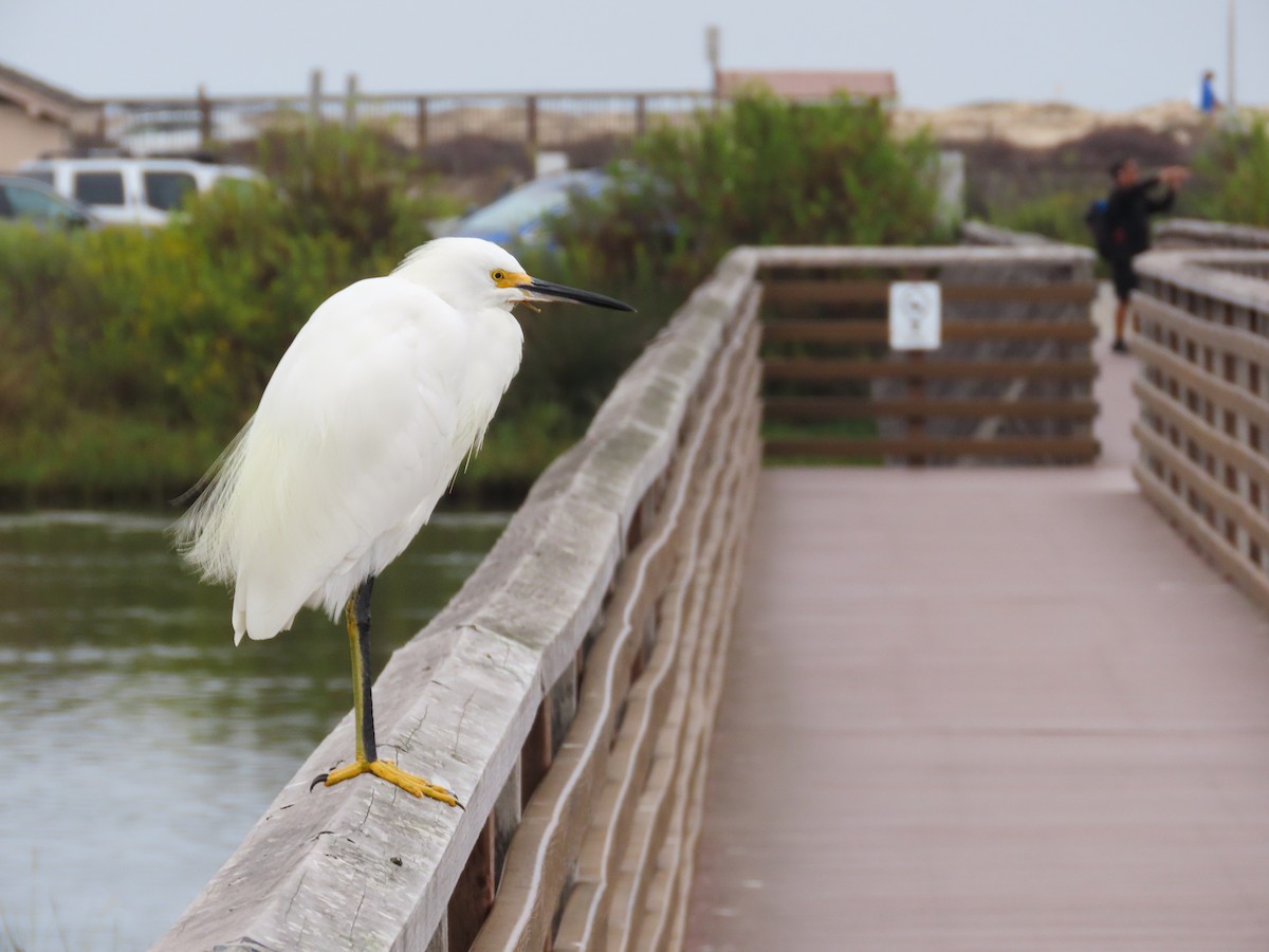 Snowy Egret - ML624051773