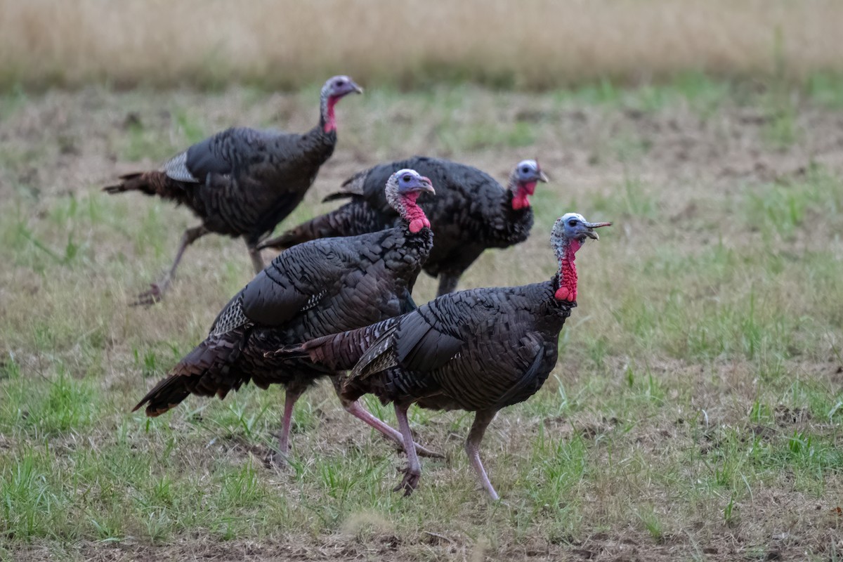 Wild Turkey - ML624051776