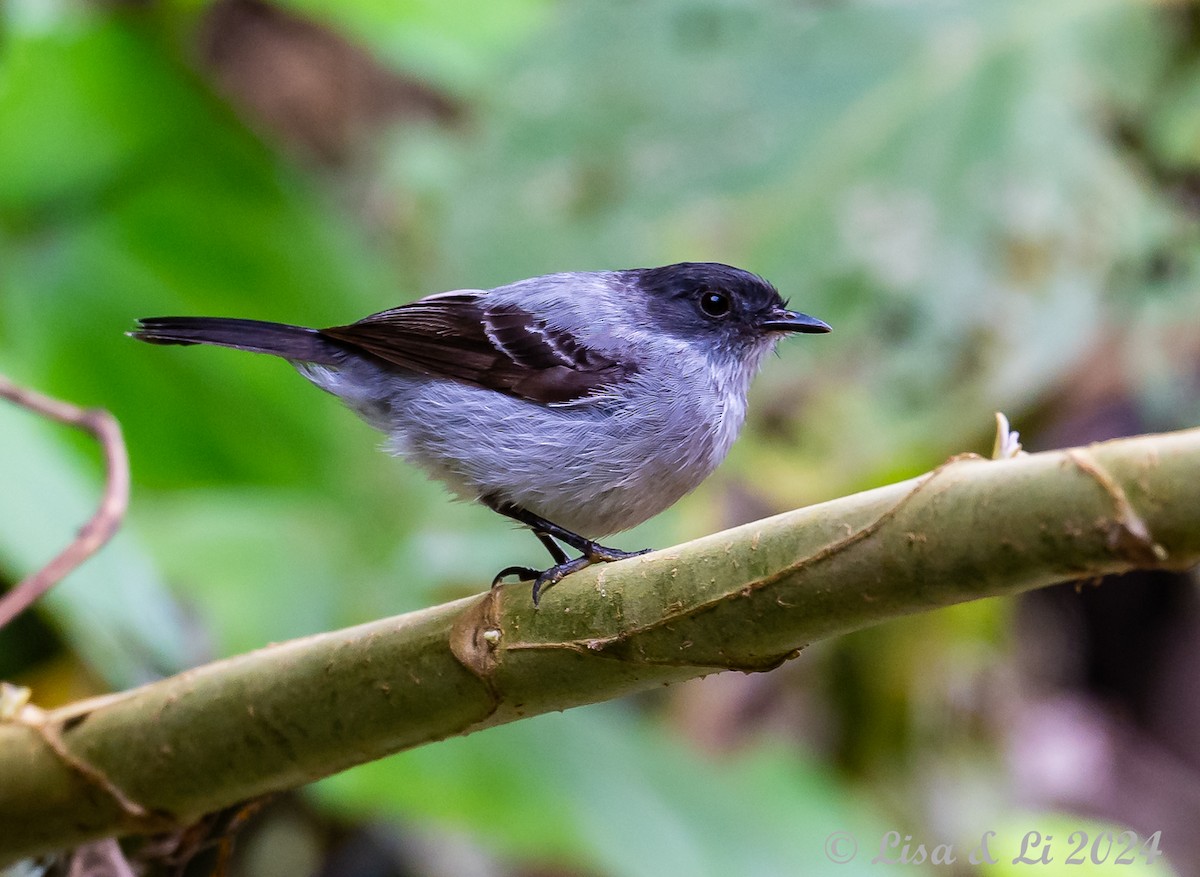 Torrent Tyrannulet - ML624051777