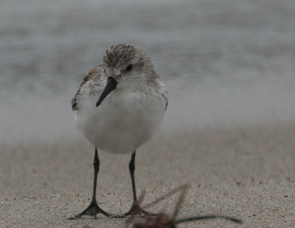 Western Sandpiper - ML624051781