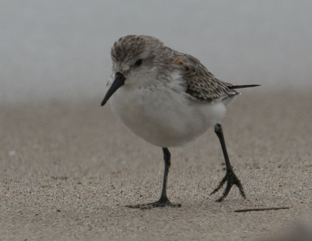 Western Sandpiper - ML624051782