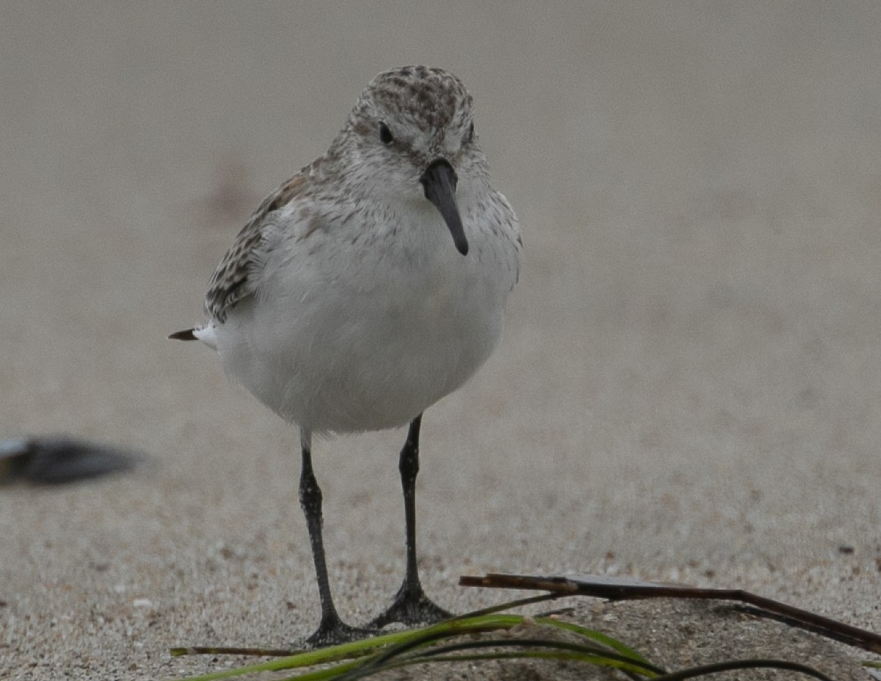 Western Sandpiper - ML624051783