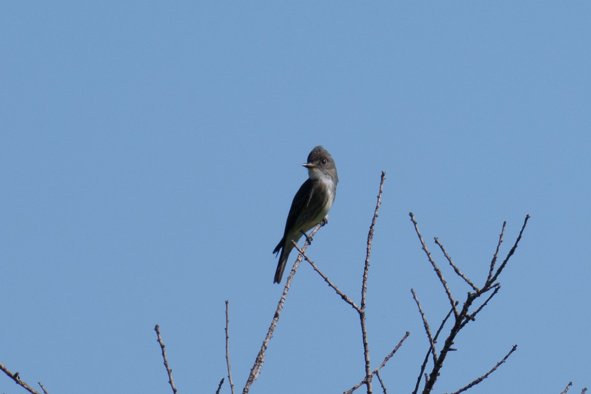 Olive-sided Flycatcher - ML624051784