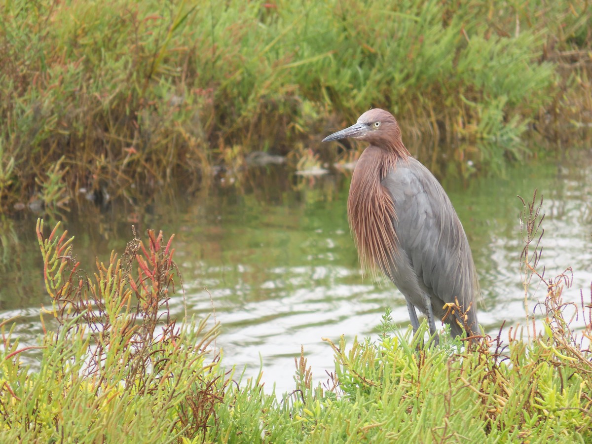 Reddish Egret - ML624051785