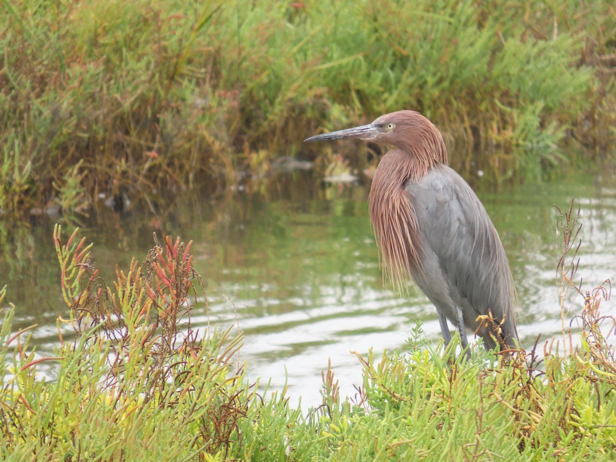 Reddish Egret - ML624051786