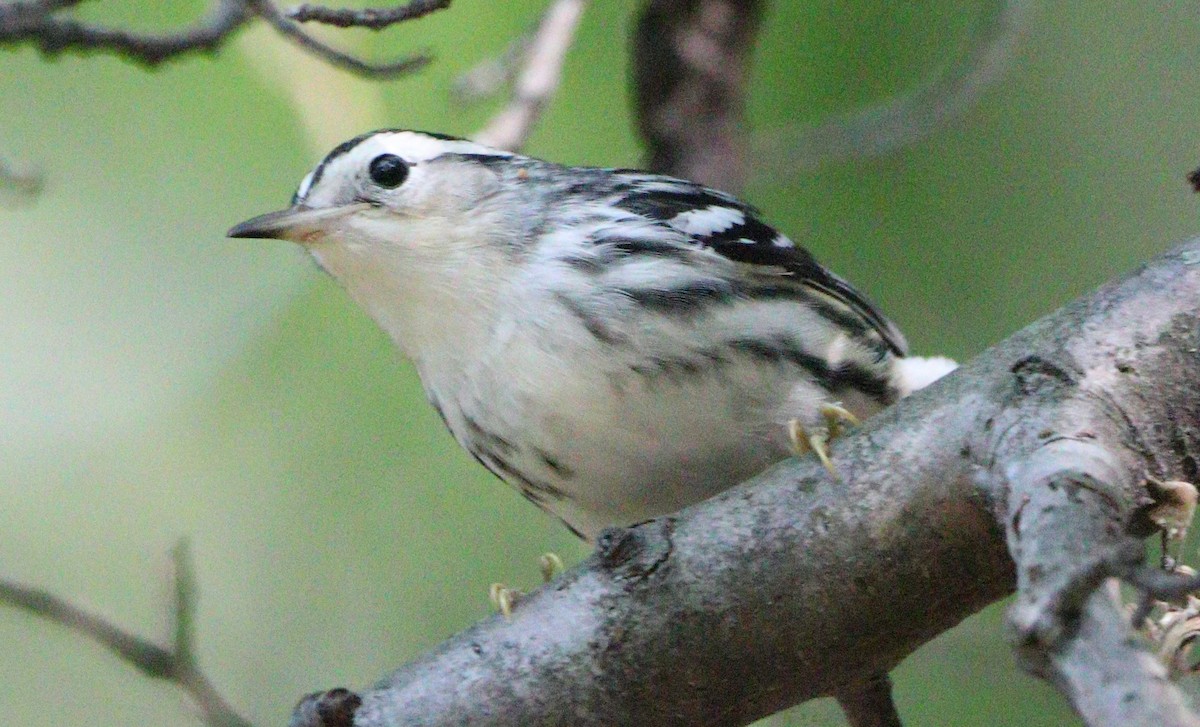 Black-and-white Warbler - ML624051787