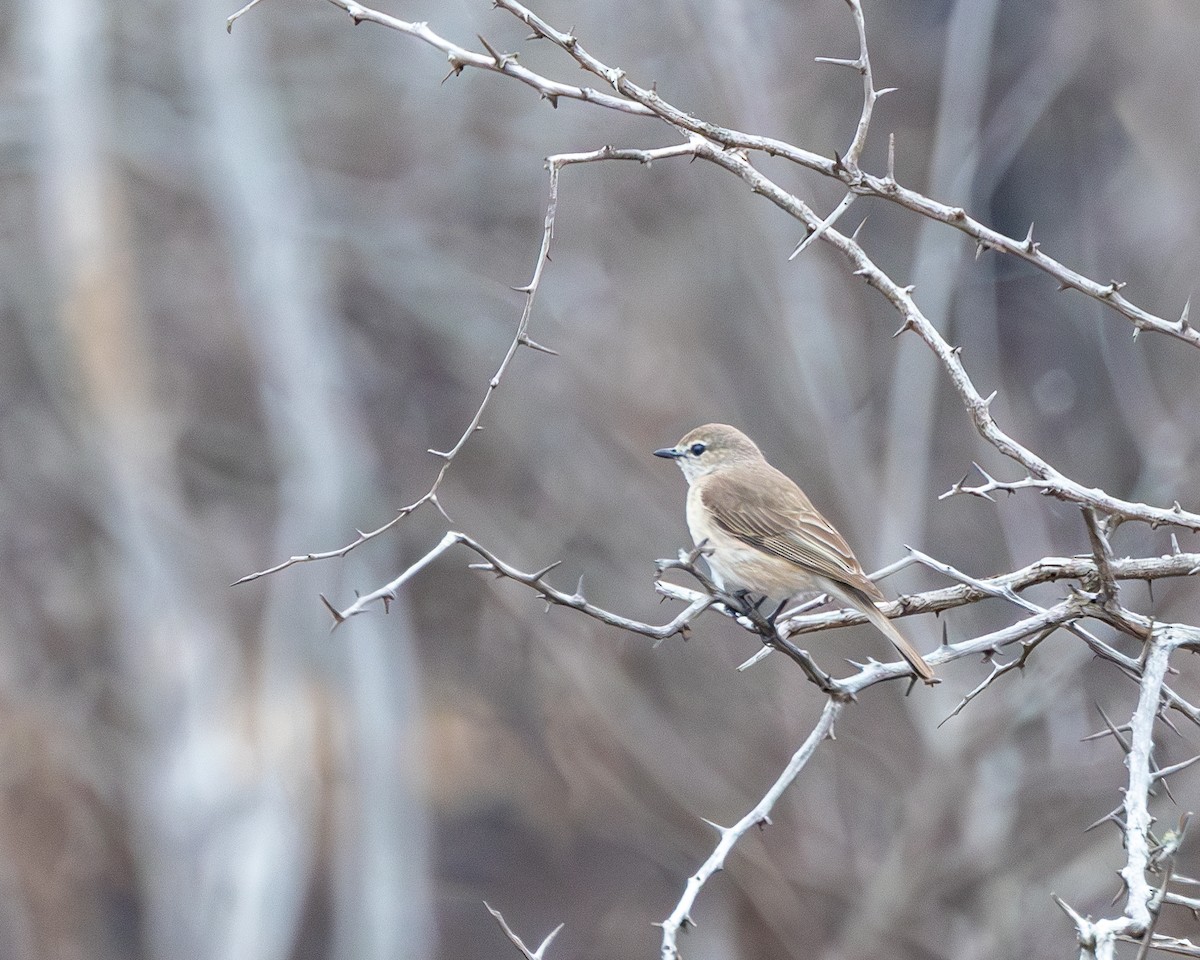 Marico Flycatcher - ML624051789