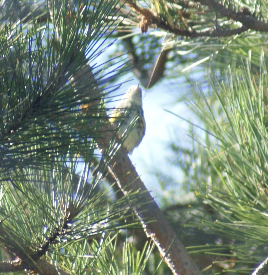 Yellow-rumped Warbler - ML624051792