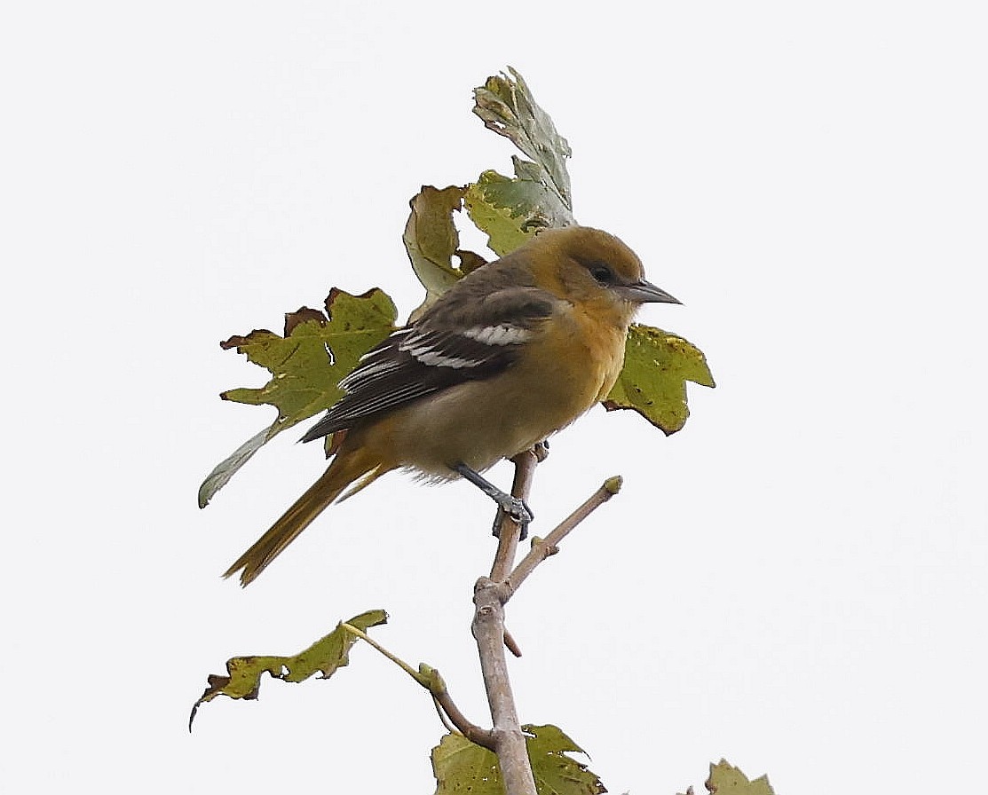 Baltimore Oriole - ML624051801