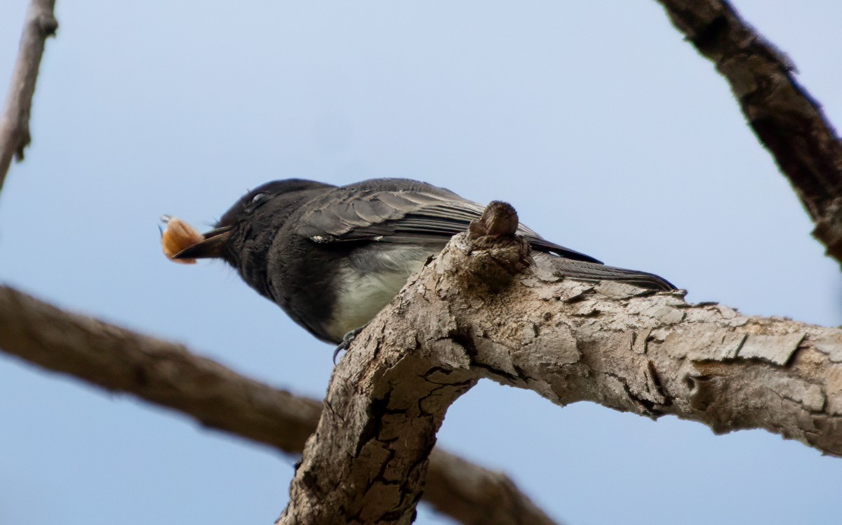 Black Phoebe - ML624051802