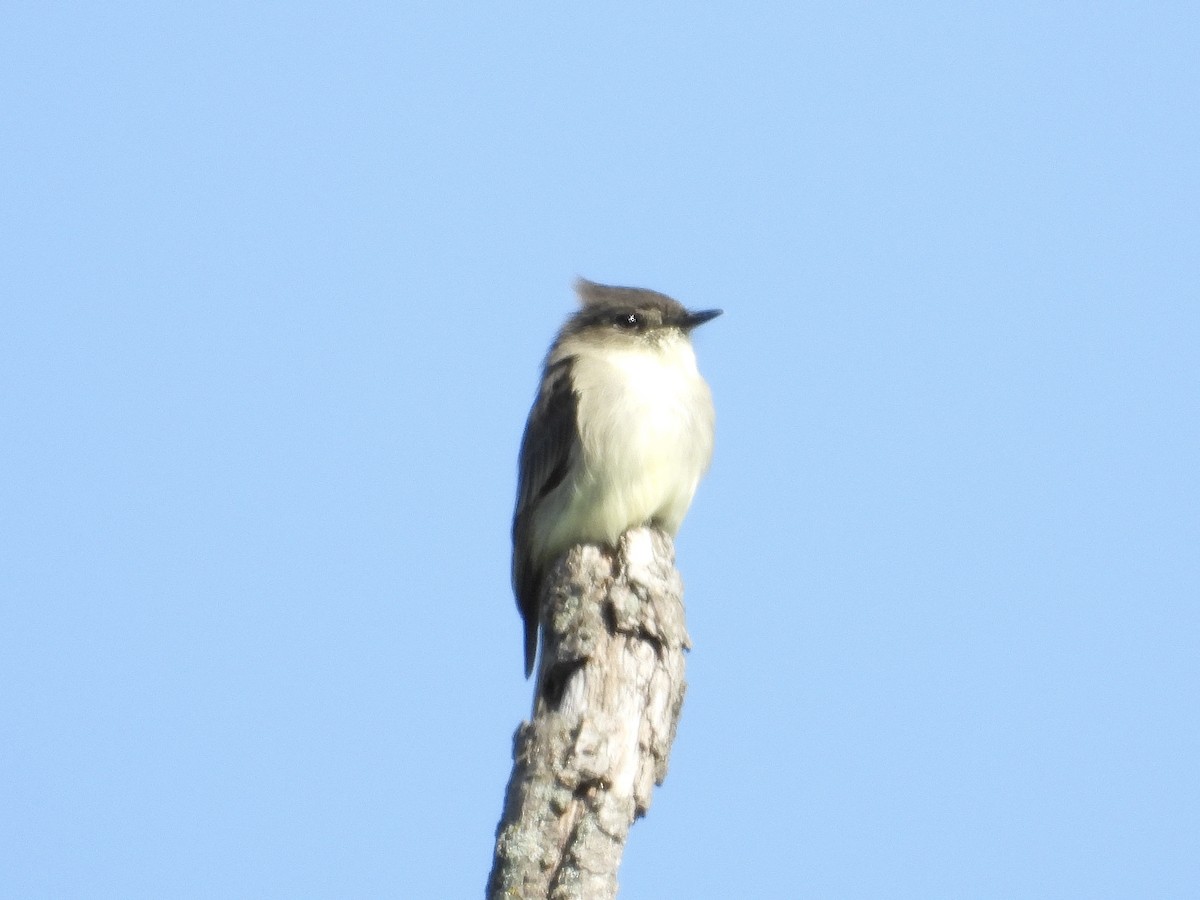 Eastern Phoebe - ML624051808