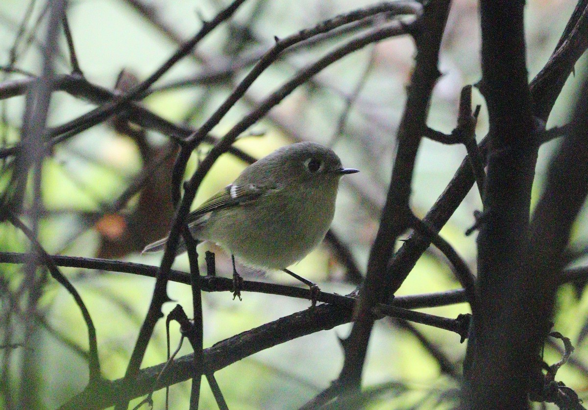 Ruby-crowned Kinglet - ML624051863