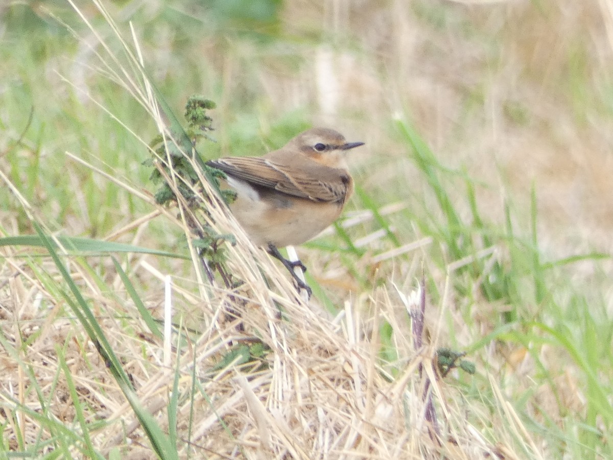 Northern Wheatear - ML624051869