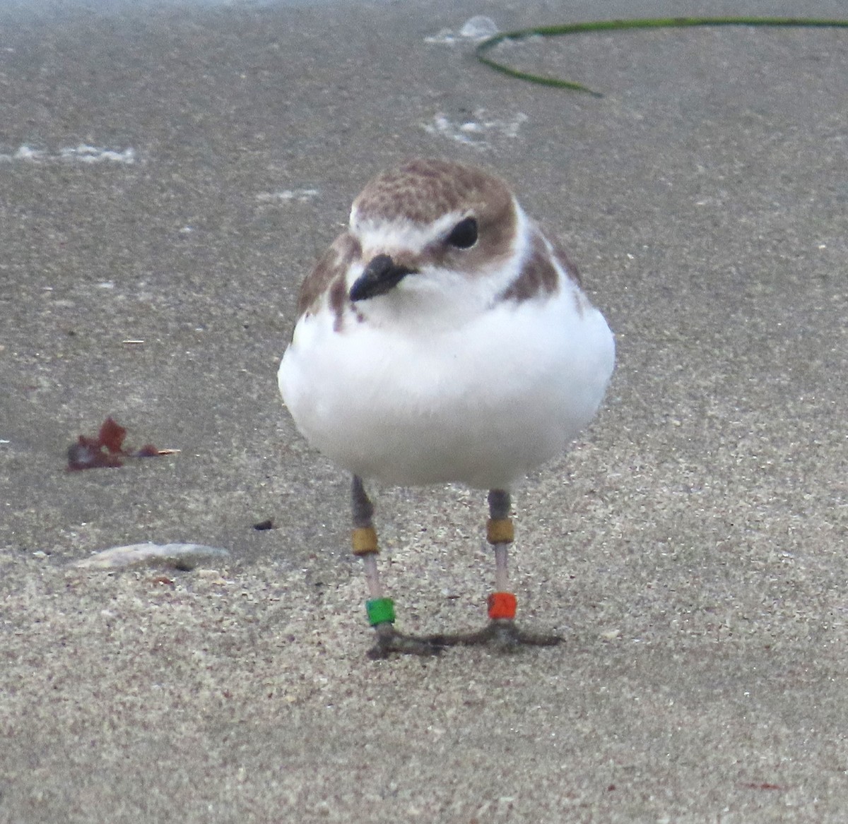 Snowy Plover - ML624051884